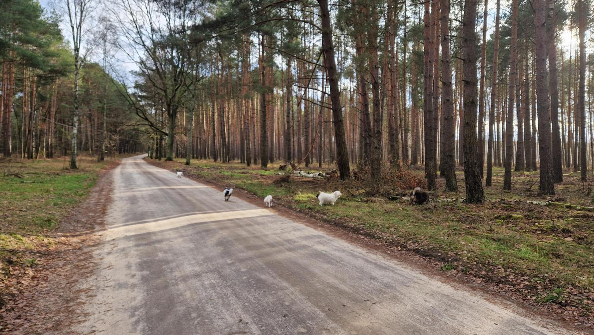 Rancho Colorado Villa Trzciel Buitenkant foto